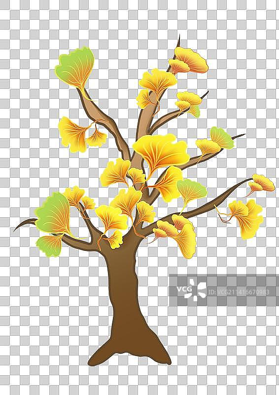 银杏树图片素材