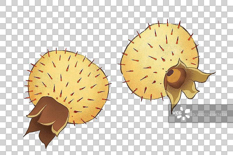 贵州的维C之王——刺梨，也是最受欢迎的新兴饮料水果之一！图片素材