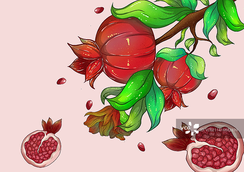 软籽石榴图片素材