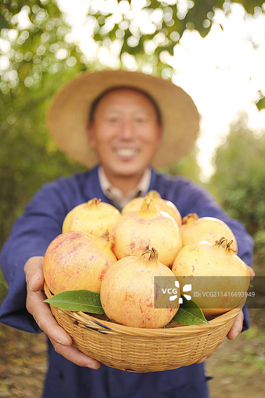 手里拿着蒙自甜石榴图片素材