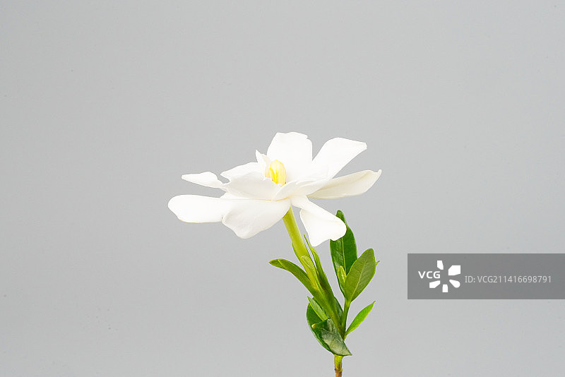 栀子花图片素材