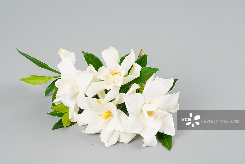 栀子花图片素材