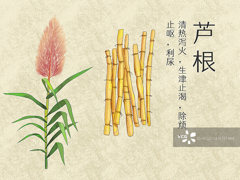 手绘水彩中药药材芦根插画图片素材