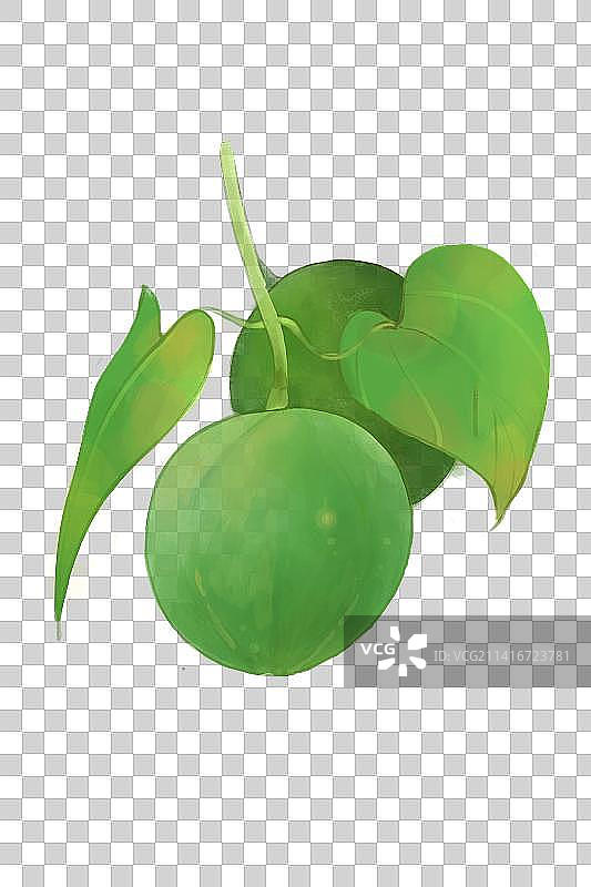 罗汉果图片素材