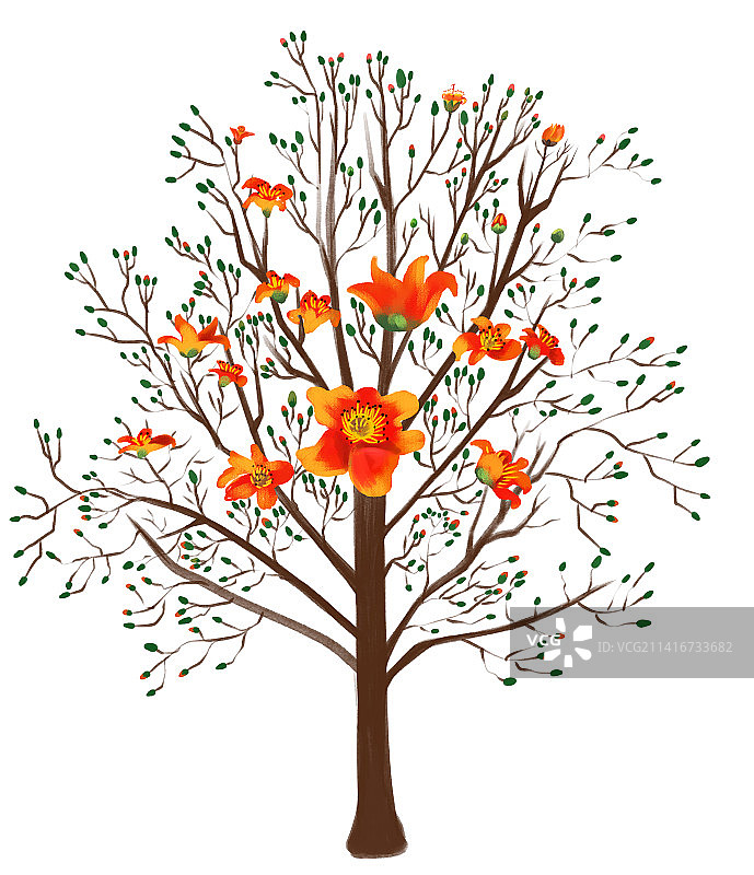木棉花图片素材