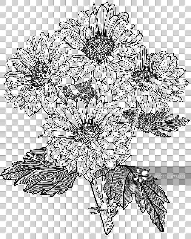 菊花线稿图片素材