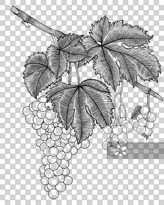 葡萄线稿图片素材