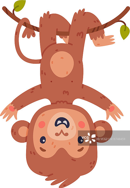 有趣的可爱小猴子倒挂在藤上图片素材