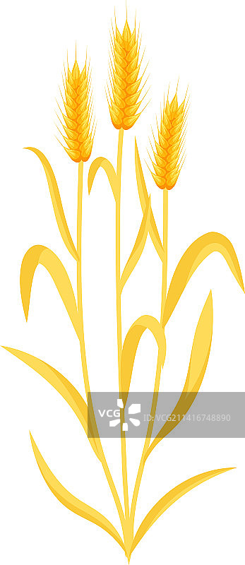 自然有机小麦作物图片素材