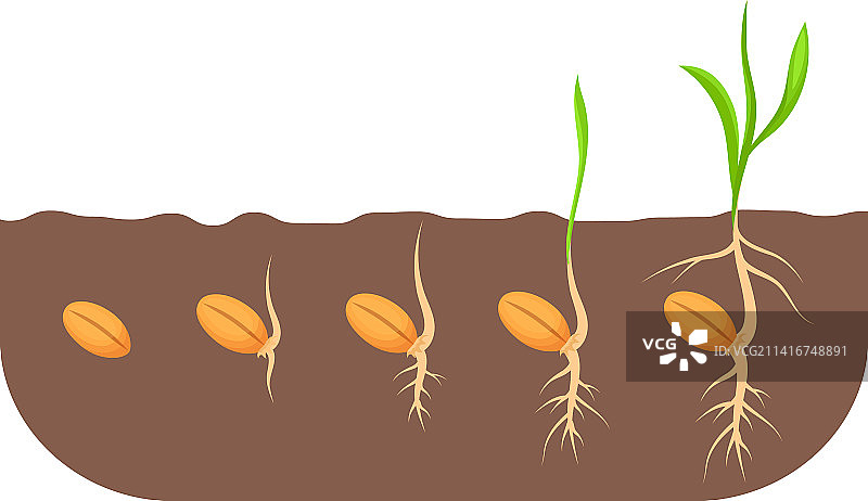 土壤中植物生长的种子阶段图片素材