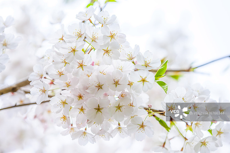 春季白色樱花特写，美国纽约图片素材