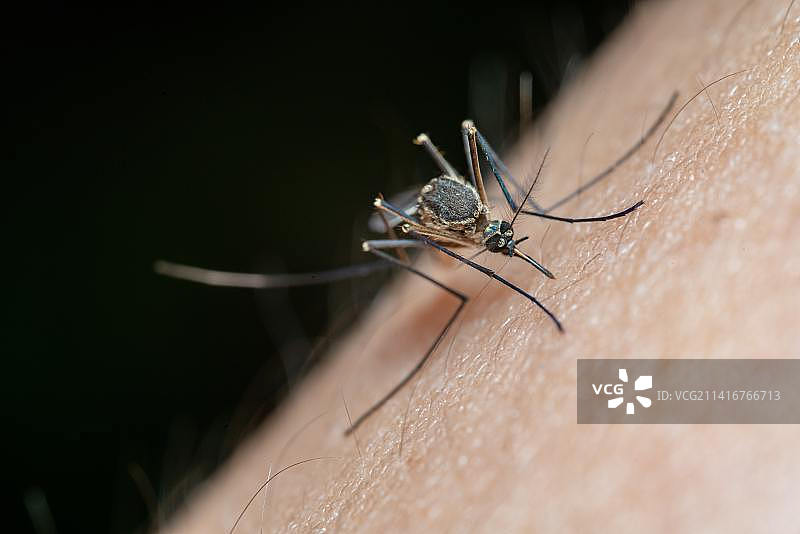 印度尼西亚人手上的昆虫特写图片素材