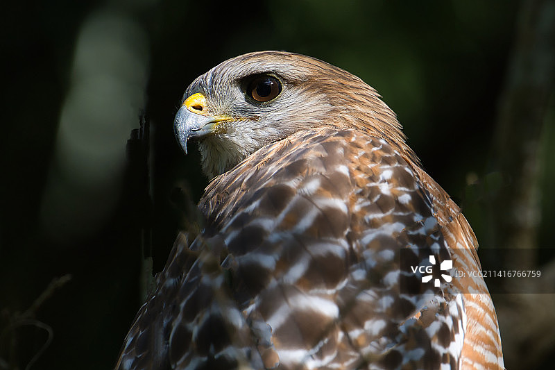 美国佛罗里达州德尔雷比奇市老鹰特写图片素材