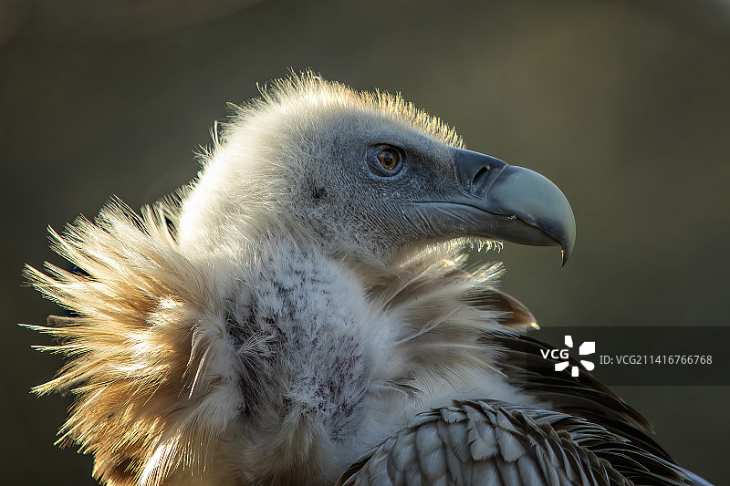 特写：捷克共和国的老鹰图片素材