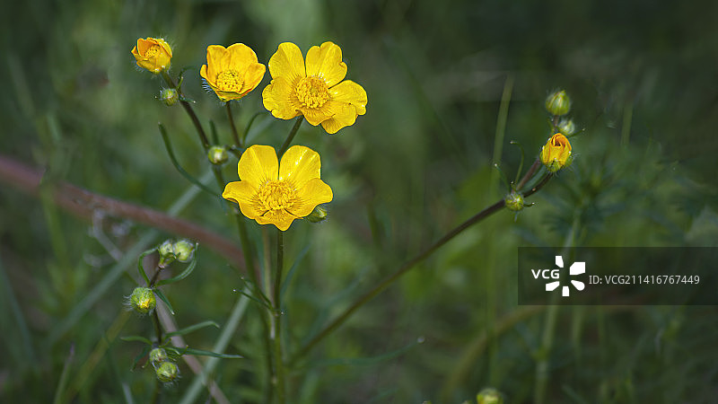 黄色植物花朵特写，爱沙尼亚图片素材