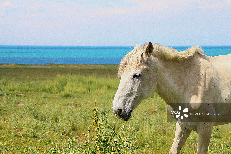 站在田野上的卡马格马的侧视图，中国青海湖图片素材