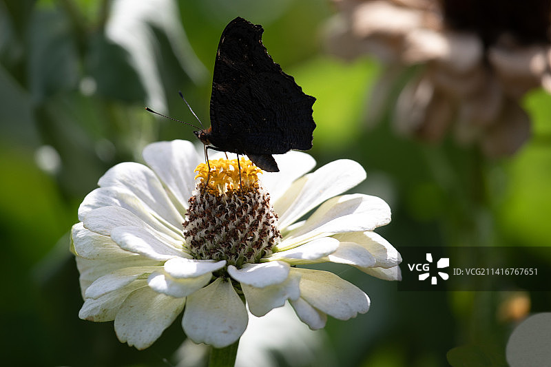 乌克兰波尔塔瓦州雷舍季利夫卡，蝴蝶在花上授粉特写图片素材