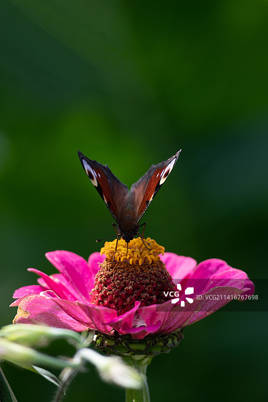 蝴蝶在粉色花朵上采蜜特写，乌克兰波尔塔瓦州图片素材