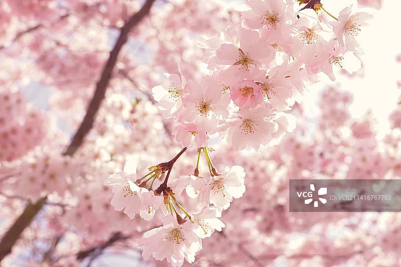 春季粉色樱花特写，日本图片素材