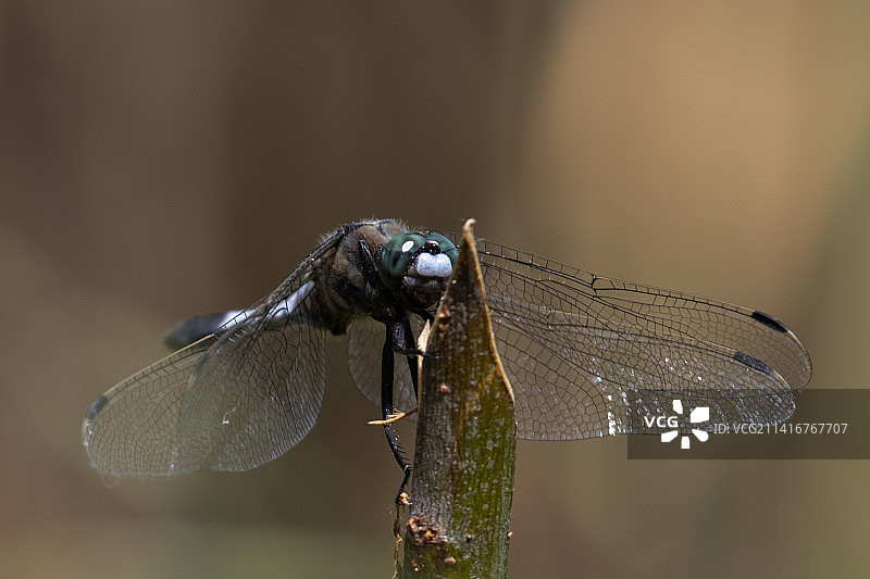 乌克兰波尔塔瓦州Reshetylivka植物上的蜻蜓特写图片素材
