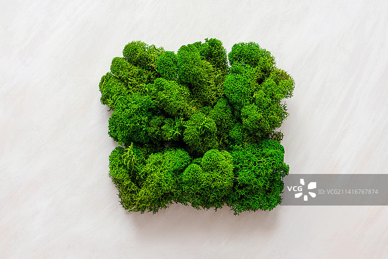 俄罗斯白色背景下的树木高角度景观图片素材