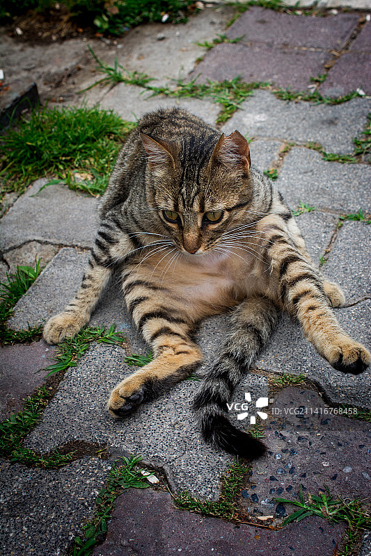 土耳其的可爱家猫图片素材