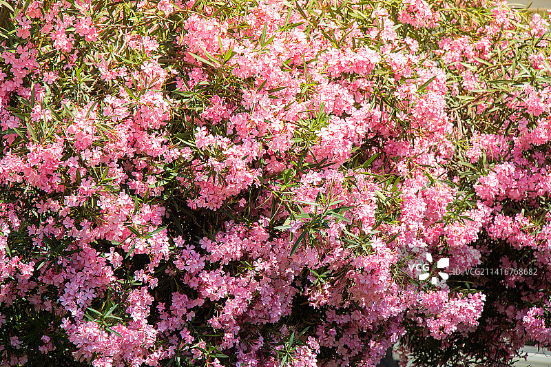带有鲜花的夹竹桃树枝，土耳其图片素材