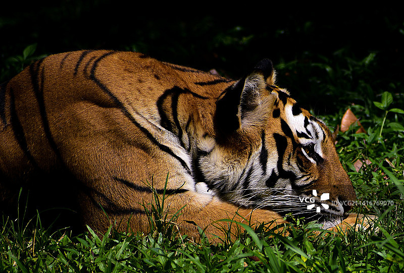 印度草地上坐着的老虎侧面图片素材