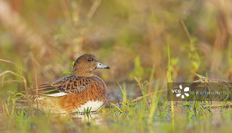 栖息在印度草地上的鸭子侧面图图片素材