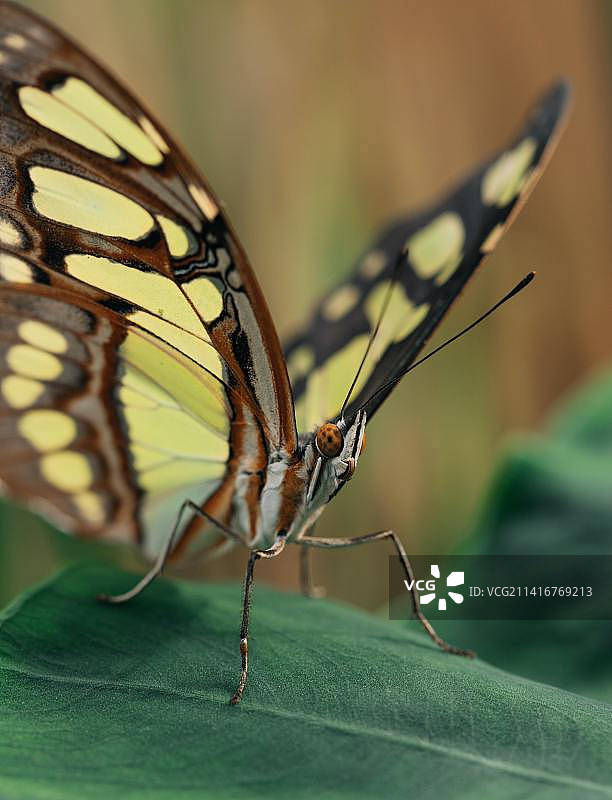 叶子上的蝴蝶特写，印度尼西亚图片素材