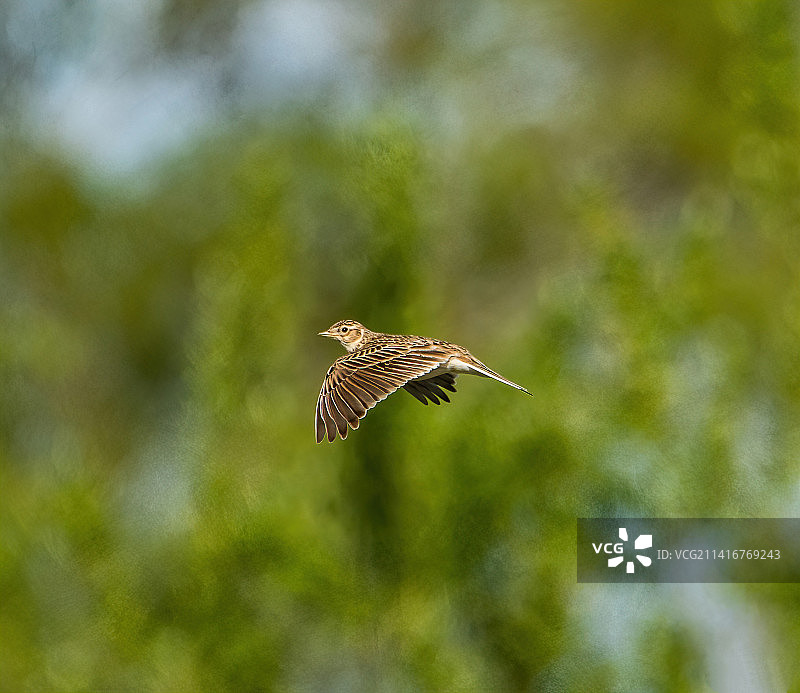 低角度拍摄飞翔的鸣鹨图片素材