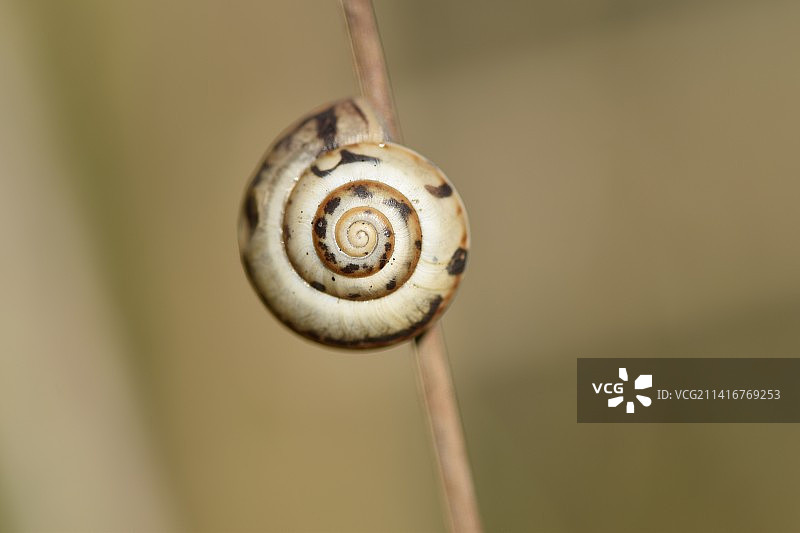 叶子上的蜗牛特写，拉马特甘，以色列图片素材