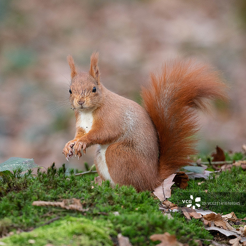 法国万森森林田野上的美洲红松鼠特写图片素材