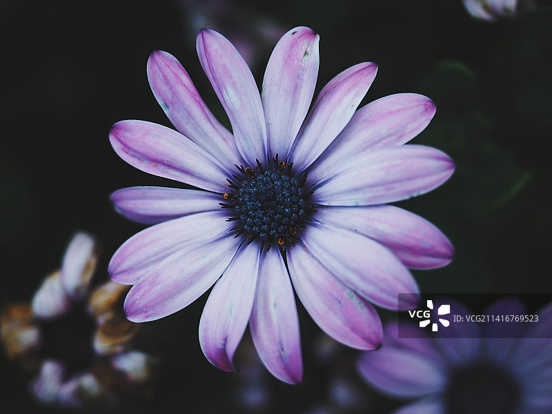 紫色花朵特写，印度尼西亚图片素材