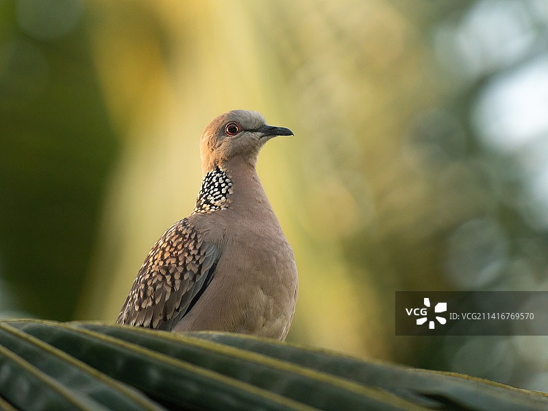 鹧鸪栖息在树上的特写图片素材