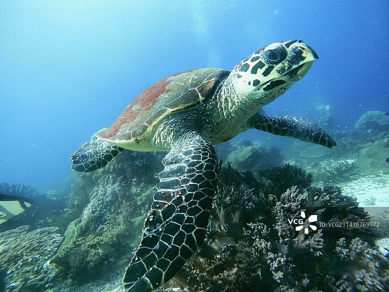 海中畅游的玳瑁海龟特写图片素材