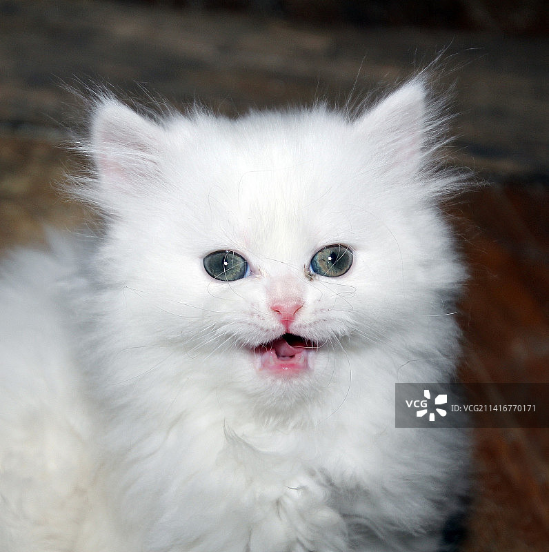 白猫特写，印度尼西亚图片素材