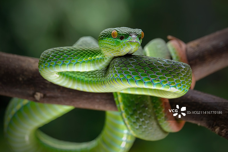 树枝上的蝰蛇特写，印度尼西亚西贝卡西图片素材