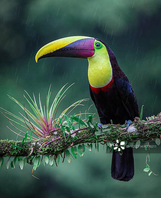 佐治亚州森林公园丛林中的鸟类摄影图片素材