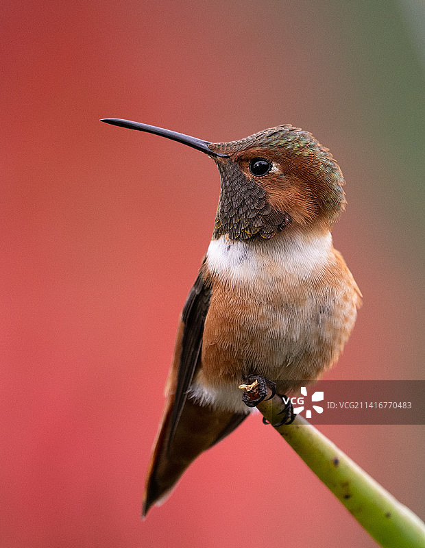 蜂鸟栖息在植物上的特写，美国加利福尼亚州图片素材