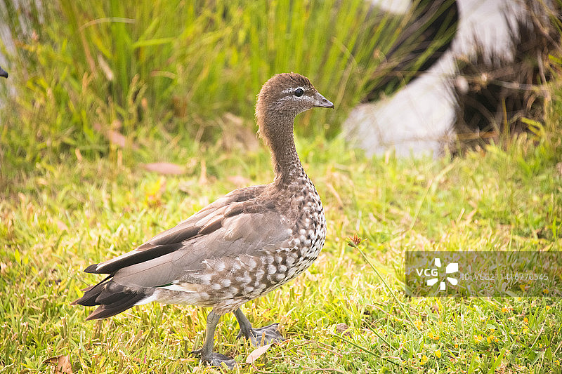 新南威尔士州黑腹树鸭草地特写图片素材
