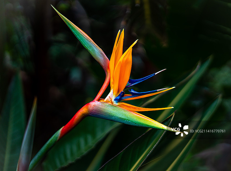 澳大利亚的橙色花朵特写图片素材