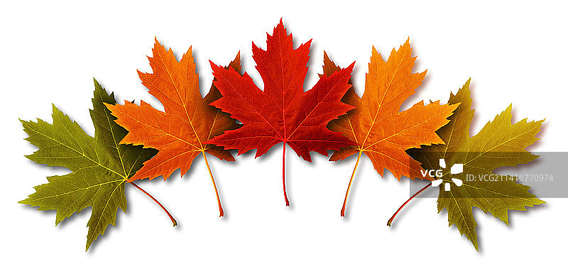 白色背景下的枫叶特写图片素材