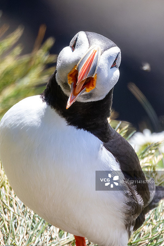大西洋海鹦栖息在田野上的特写图片素材