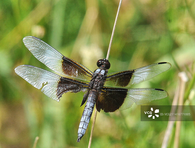 蜻蜓在植物上的特写，美国斯科基泻湖图片素材
