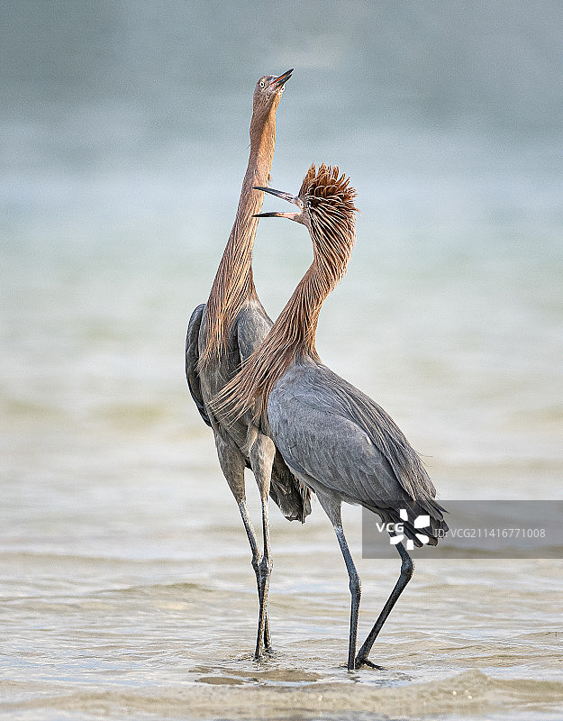 红鹭栖息在海中的特写，德索托堡公园，美国图片素材