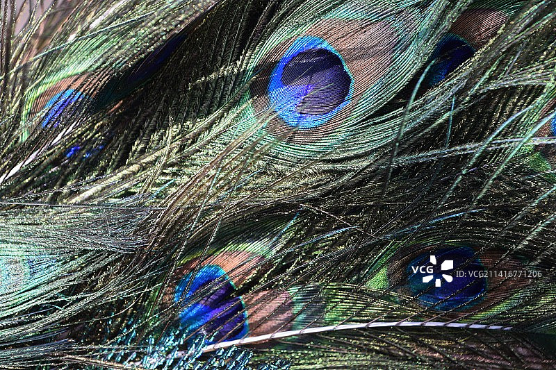 日本德山孔雀羽毛特写图片素材