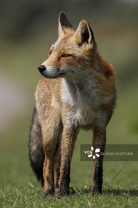 站立在荷兰帕内兰入口处的豺狼图片素材