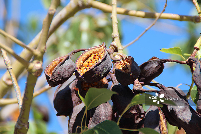 西班牙圣克鲁斯-德特内里费树上的水果的仰视角度照片图片素材