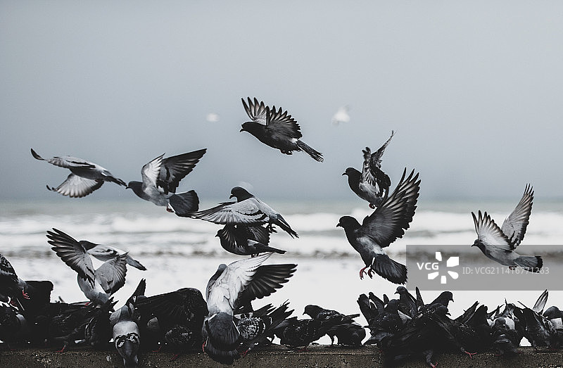 仰视角度拍摄的飞鸟，土耳其萨姆松图片素材
